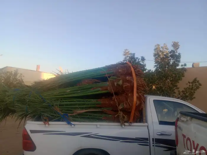 يوجد لدينا انواع النخيل متواجد لدينا مثمره طالع بتجاه الجنوب 1