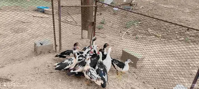 بط بلدي 0