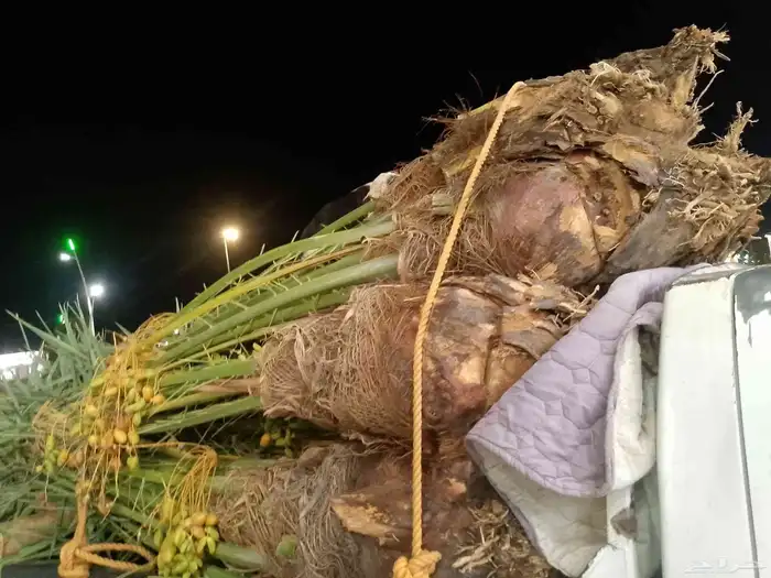 يتوفر لدينا جميع انواع النخيل 7