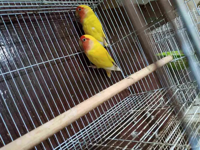 زوجين روز منتجه 1