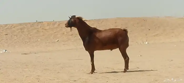 فحل محايلي طيب لي البيع 7