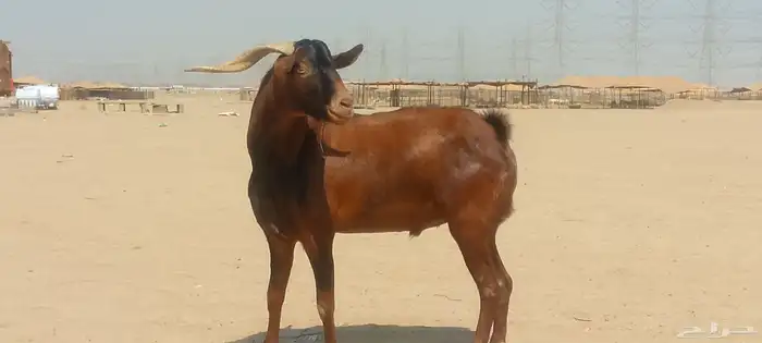 فحل محايلي طيب لي البيع 3
