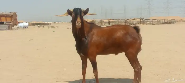 فحل محايلي طيب لي البيع 0
