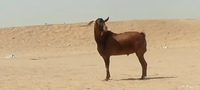 فحل محايلي طيب لي البيع 2