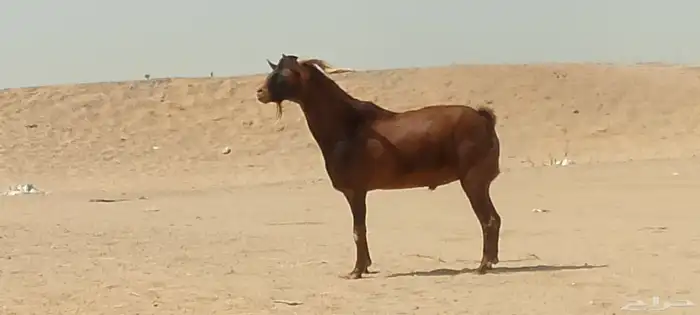 فحل محايلي طيب لي البيع 1
