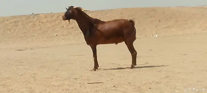 فحل محايلي طيب لي البيع 6