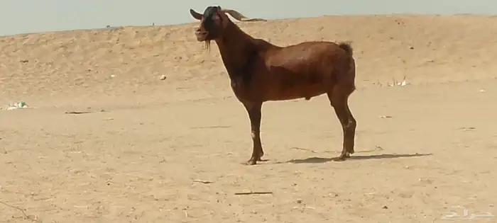 فحل محايلي طيب لي البيع 9