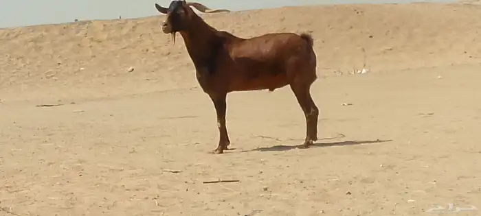 فحل محايلي طيب لي البيع 8