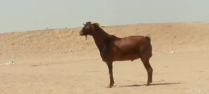فحل محايلي طيب لي البيع 4