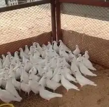 حمام فرنسي زغاليل باكستاني زاجل 1