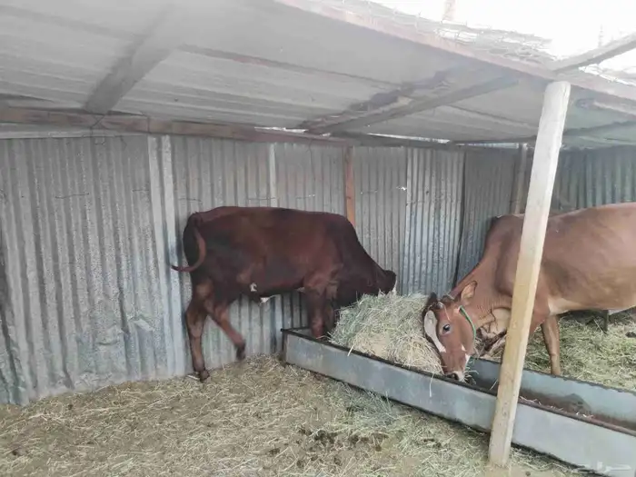 بقره بلدي 2