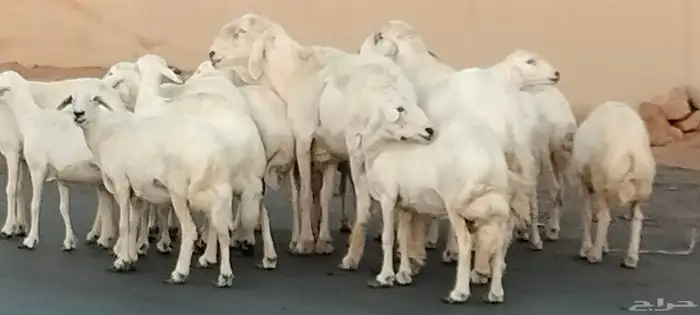 حريات مقاني مراح وأحد العدد 14 مع الفحل 7