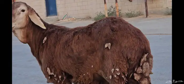 ساكني مرابي جذعان وزن عالي فوق 30 كيلو بعد الذبح مع التوصيل 6