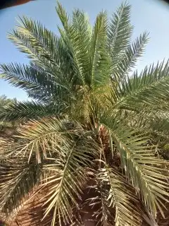 مطلوب مزعة نخل لليجار او النسبه في الزلفي او الغاط 0