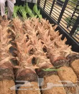 نخل واشنطني واشنطوانيا زينه للبيع 4