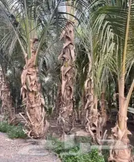 جميع انواع التخيل المثمر والزينه وشنطني ملوكي وجوز هند 6