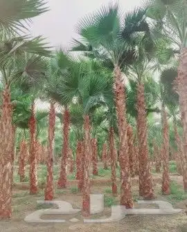 نخل واشنطني واشنطوانيا زينه للبيع 3