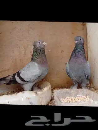 جوز حمام صنعاني 0