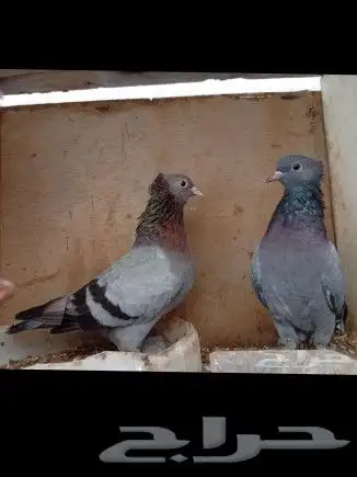 جوز حمام صنعاني 1