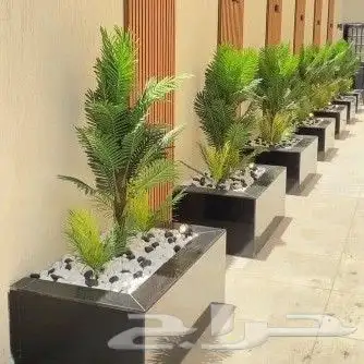 نخل طبيعي بلدي نشتين ونخل البرازيلي 4