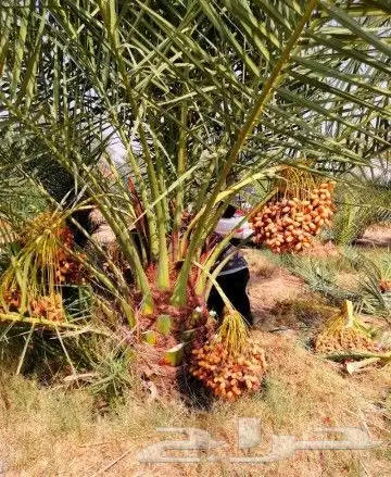 نخل للبيع نخيل مثمر نقايل جثايث خلاص صقعي سكري شيشي برحي سلح 0