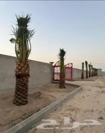 نخل للبيع نخيل مثمر نقايل جثايث خلاص صقعي سكري شيشي برحي سلح 5