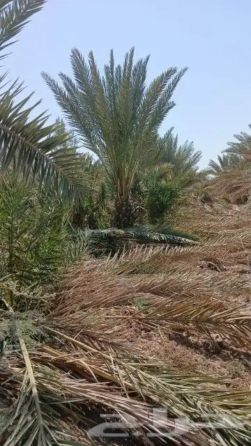 نخل برني العلا وبرني العيص للبيع متر ومتر ونص ف 1