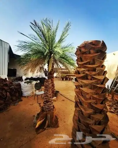 نخل طبيعي بلدي نشتين ونخل البرازيلي 3