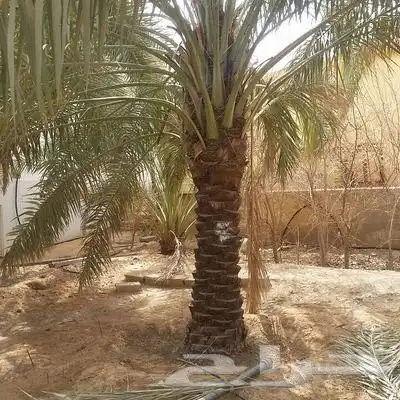 نخل مثمر للبيع خلاص برحي هلالي سكري نخيل واشنطني زينه للبيع 5