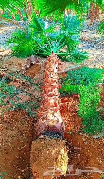نخل نقايل نخيل مثمر إخلاص سكري برحي صقعي شيشي مجدول هلالي 9