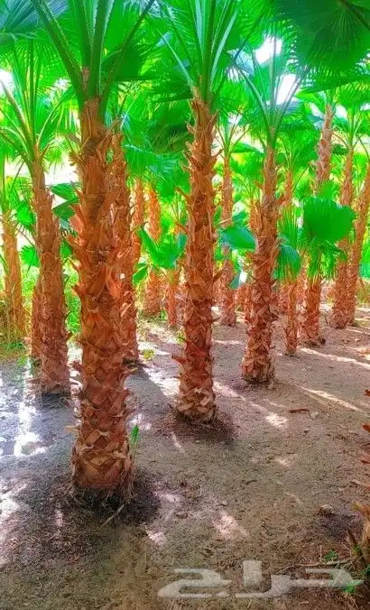 نخل نقايل نخيل مثمر إخلاص سكري برحي صقعي شيشي مجدول هلالي 7