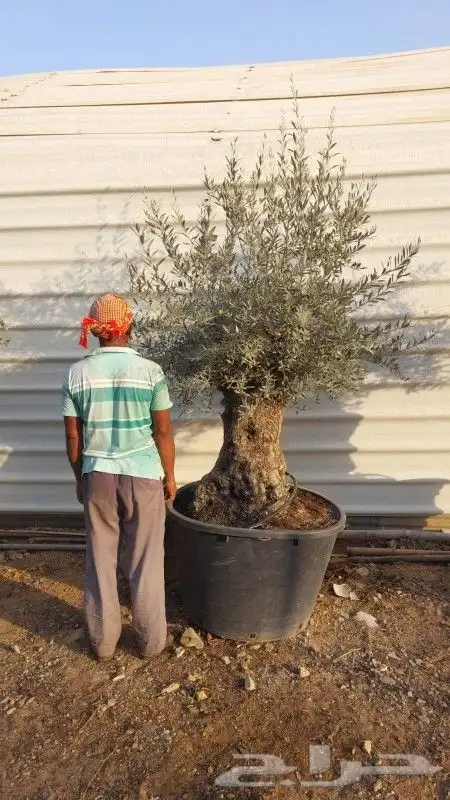 زيتون معمر اشجار زيتون 7