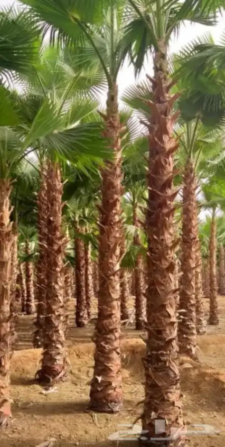 يوجد لدينا نخل واشنطن زينه بجميع المقاسات ونقوم بعمال التراث 7