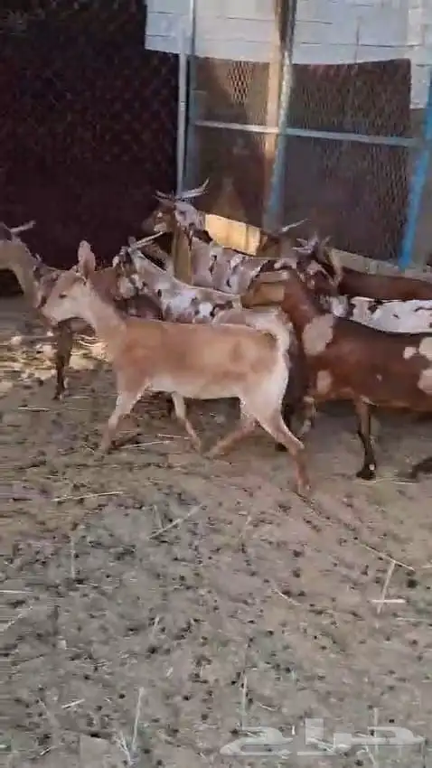 جفار محايليه عددها عشر روس أسنانها جذعان 1