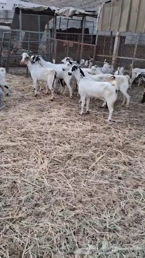 جفار محايليه عددها عشر روس أسنانها جذعان 8