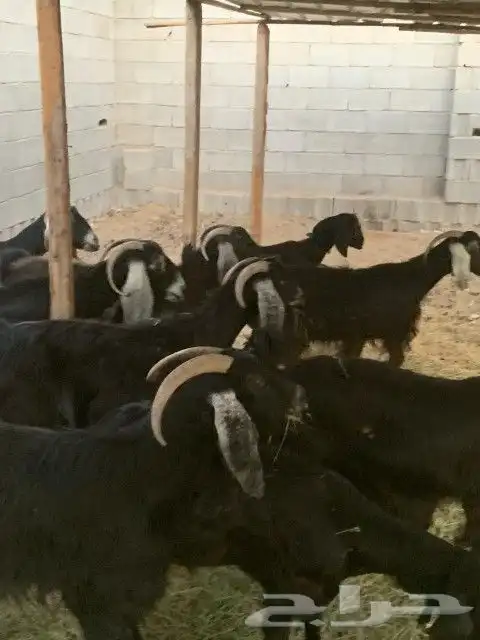 معزاء مقاني 6