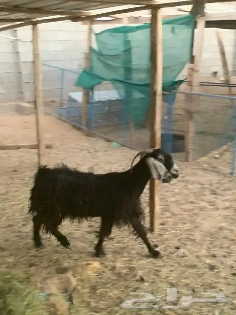 معزاء مقاني 1