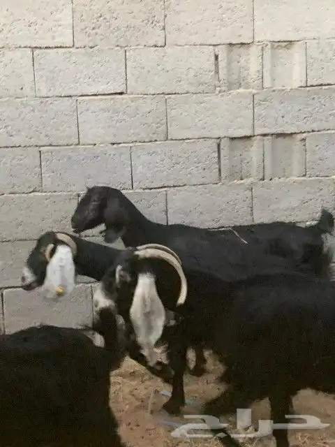 معزاء مقاني 5