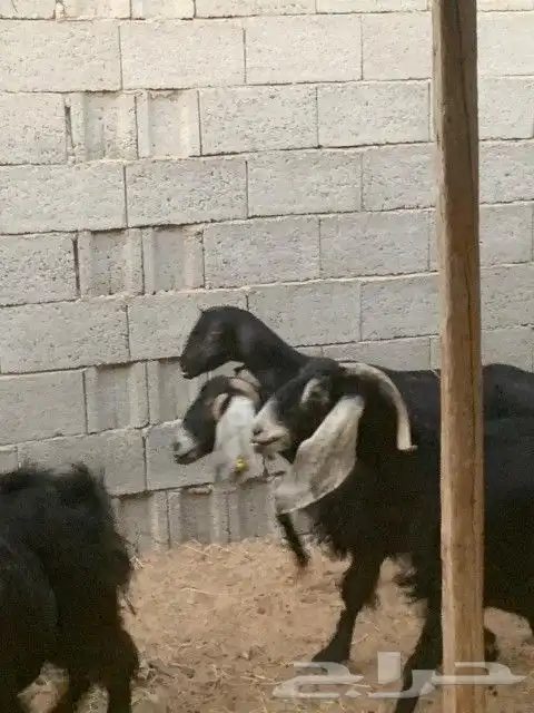 معزاء مقاني 7