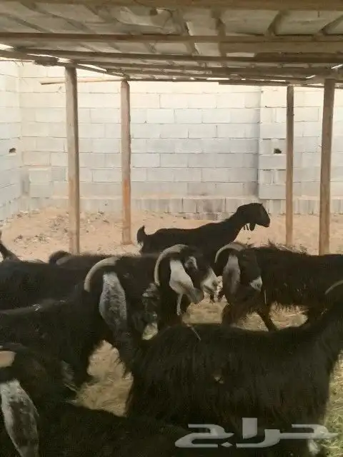 معزاء مقاني 4