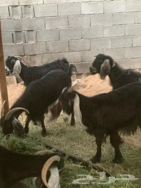 معزاء مقاني 9
