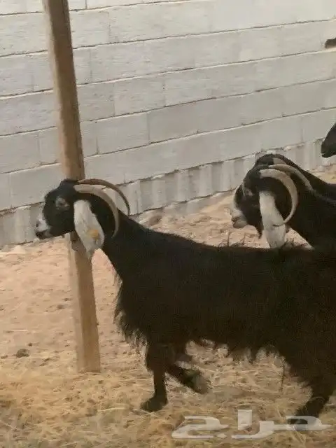 معزاء مقاني 2