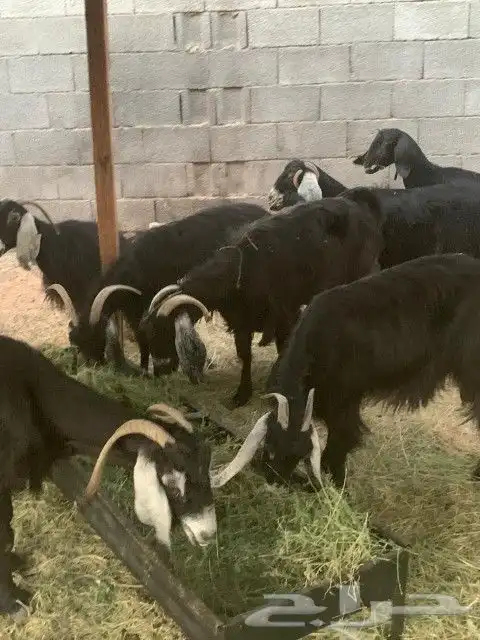 معزاء مقاني 8