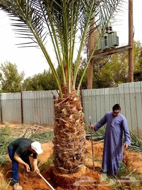 نخل مثمر للبيع فروخ جثايث نقايل صقعي إخلاص مجدول نخل واشنطني 4