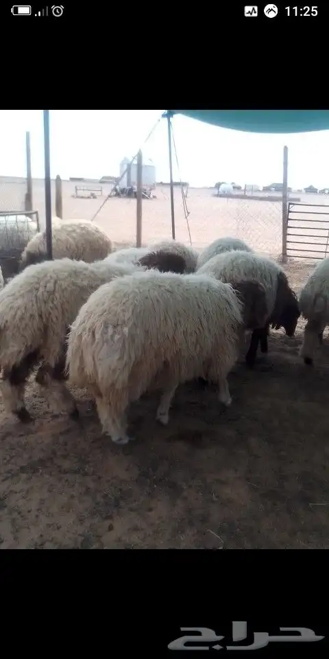 سامي للذبايح 0