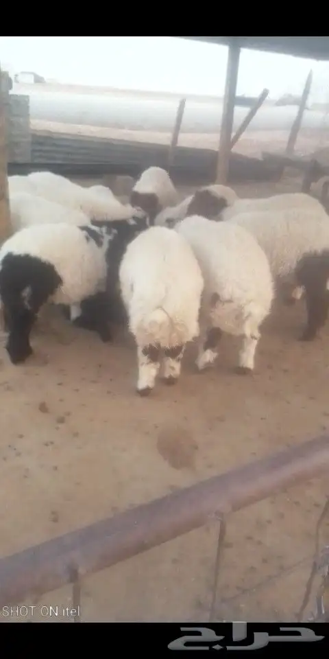 سامي للذبايح 3