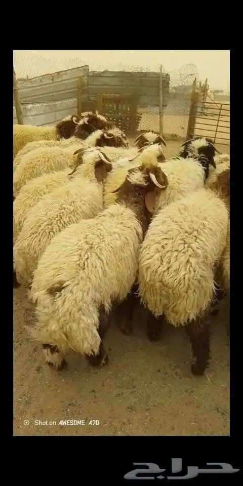 سامي للذبايح 1