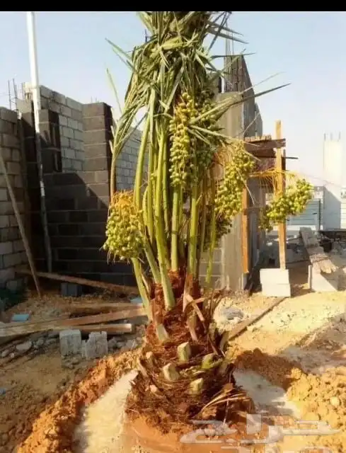 اسلام عليكم اليوم عندنا الفسيل 7