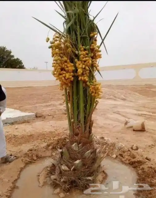 اسلام عليكم اليوم عندنا الفسيل 6