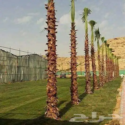 تنسق حدق مهندس جابر تركيب شبكات راي وتركيب تيل وتركيب نخيل 9